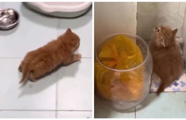 Обычная активность для рыжих котов