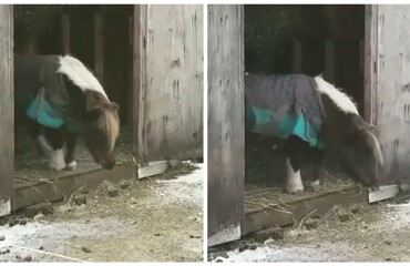 Пони готовится к одному из главных прыжков в жизни