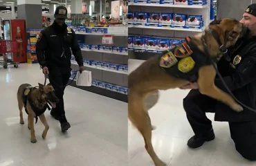 Служебный пёс узнал своего первого хозяина и моментально растаял