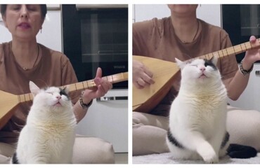 Кот обрёл внутренний покой