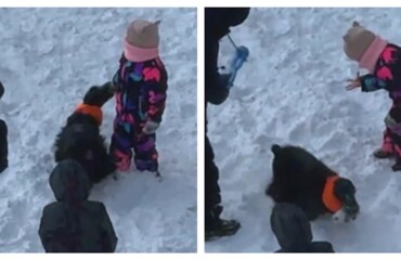 Озорной пёс навёл суету