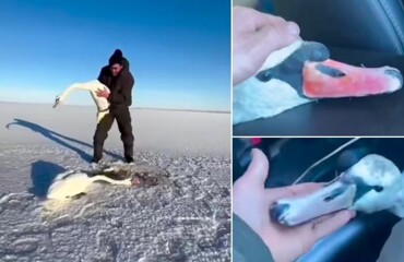 В Казахстане мужчина спас влюблённую пару лебедей от смерти в замёрзшем озере
