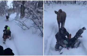 Дети играют в догонялки с лосихой