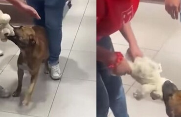 Игрушка, за которую стоило бороться