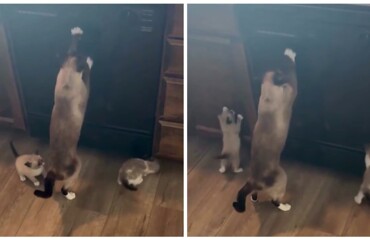 Кошка учит котят точить когти