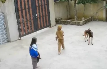 Когда терпение лопается: собака преподала ребёнку неожиданный урок