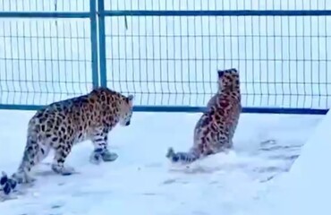 Житель Приморья обнаружил у себя во дворе сразу двух редких леопардов