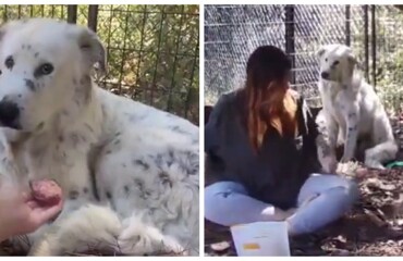 Пёс обрёл хозяев спустя годы жизни в приюте