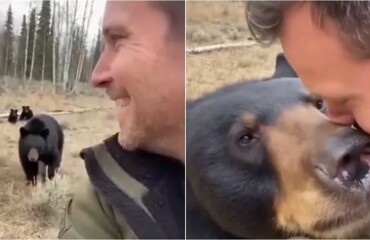 Черная медведица не забыла своего спасителя