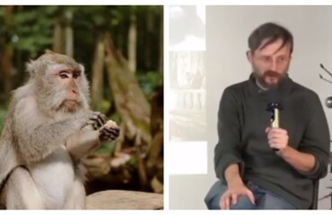 Не кормите диких обезьян