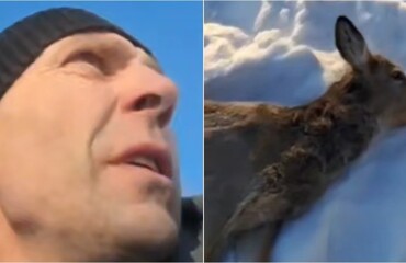 В Новосибирской области рыбак спас умирающую от холода косулю