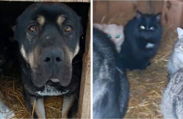 Рейдерский захват будки: коты оккупировали сторожевого пса