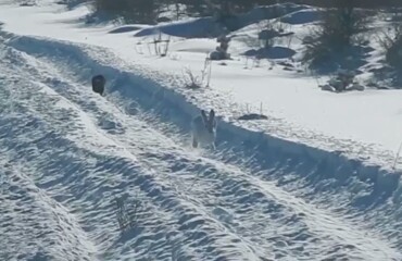 Заяц нашёл неожиданный способ спастись от соболя