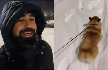 «Давай купим собачку!»: зимняя комедия в реальной жизни