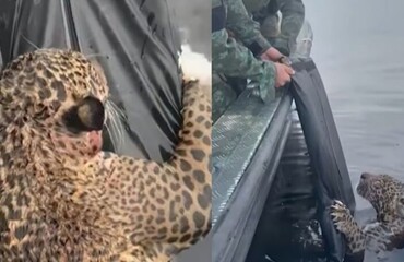 Раненый ягуар приплыл прямо к людям