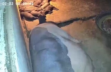 Свинья спасла поросёнка