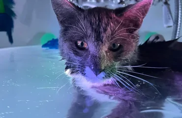 20 снимков, на которых котики отжигают по полной