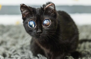 Взгляд на миллион: котенок с внешностью пришельца победил жуткую болезнь