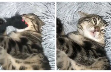 Хищник уснул со своей добычей