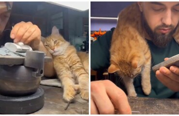 Пушистый помощник ювелира