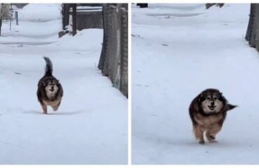 Пёс с пропеллером