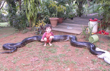 Анаконда:  5 фактов, которые ломают шаблоны об этой змее