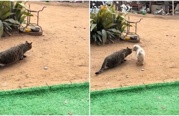 Щенок помешал охоте кота