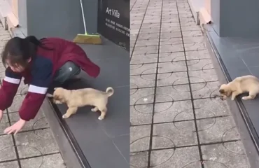 Девочка учит щенка преодолеть страх высоты