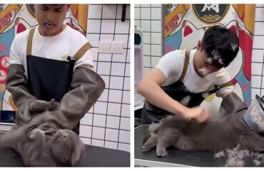 Злой и нервный клиент грумера