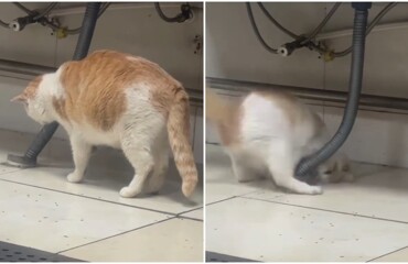 Профессионал: кошка ловит крысу