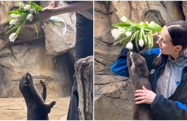 Выдры радуются тюльпанам