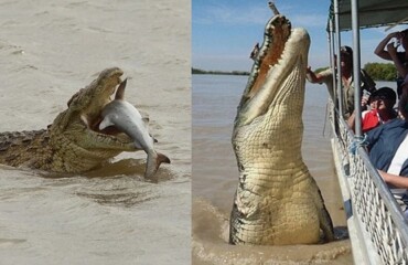 Гребнистый крокодил: так вырос, что ушёл в океан