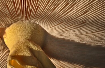 25 фото, демонстрирующих яркие математические таланты природы