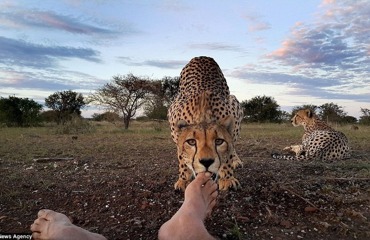 Добрый котик: почему гепарды никогда не нападают на человека?