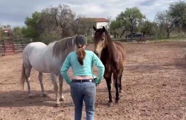 Реакция лошадей на грудь женщины