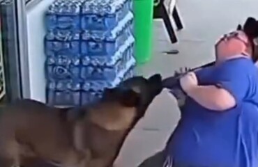 На женщину, идентифицирующую себя как собаку, напал настоящий пёс