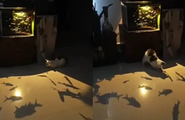 Необычный способ занять пушистого