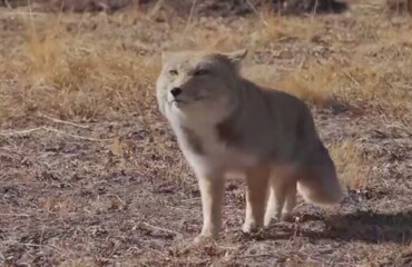 Вы когда‑нибудь видели, как забавно ходит тибетская лиса?