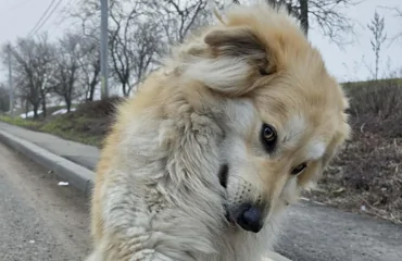 30 снимков, доказывающих, что мимимишность спасёт мир