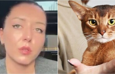 В США грумера оштрафовали на $20 тысяч за отказ  стричь «русского» кота