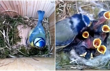 Таймлапс: строительство гнезда и взросление птенцов синицы