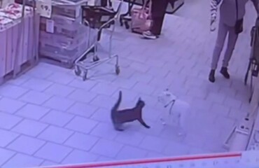 Кошка нападает на собак в магазине