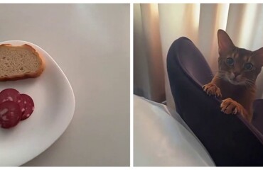 Кошка пытается добраться до колбасы на столе