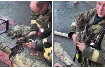 Пожарный реанимировал кота, который едва не погиб во время пожара