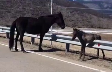Мужчина помог жеребенку, попавшему в беду