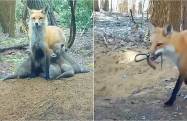 Фотоловушка в лесу показала, как лисица приносит лисятам добычу
