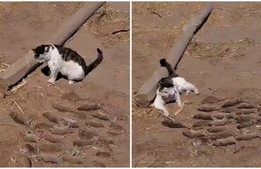 У кота выдалась славная охота