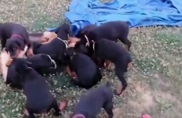 Немецких  овчарок оставили с щенками добермана