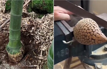 Жаба из корня бамбука