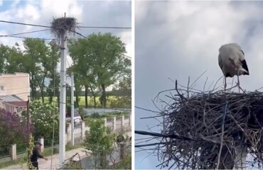Люди кормят рыбой одинокую птицу, которая высиживает яйца